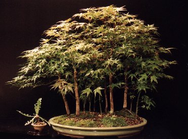Forêts d'érables