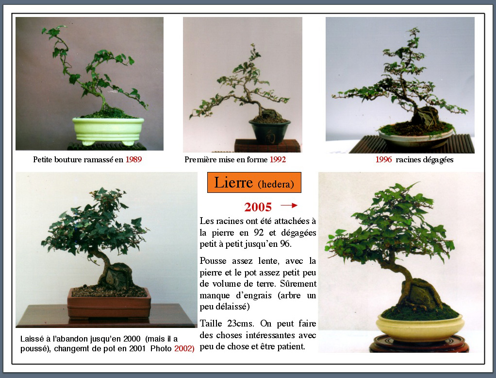 lierre_1