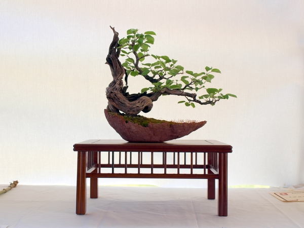 Les arbres hors concours
