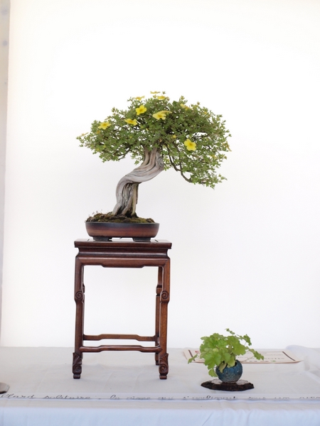 Les arbres du club