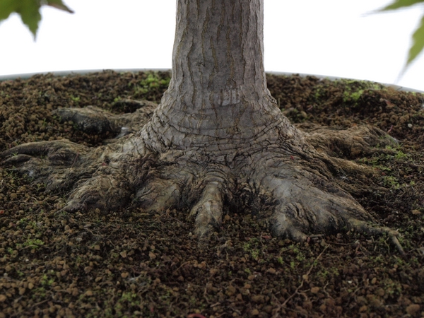Quelques arbres de  l'exposition club