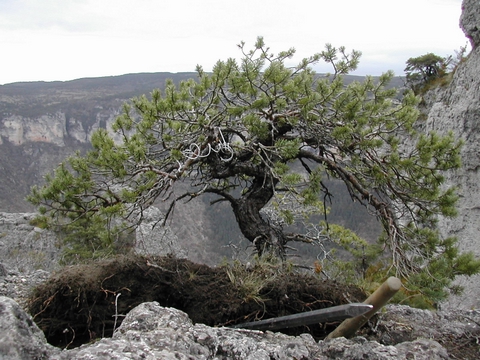 pin5_200404