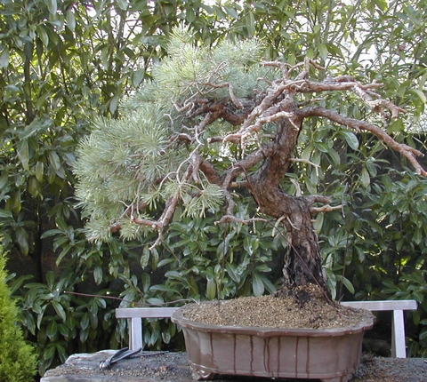pine_200611
