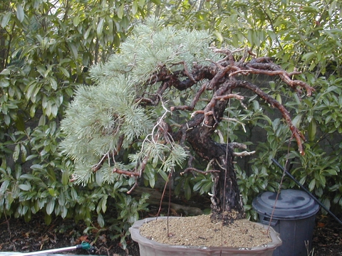 pinf_200611