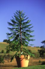 wollie-in-a-pot--wp-58-1